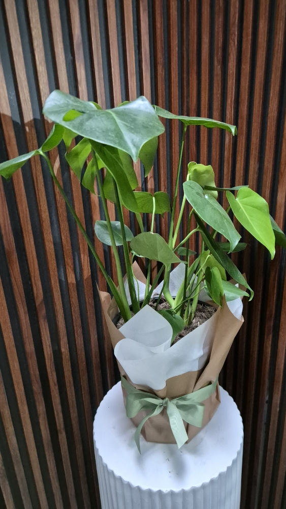 Monstera
