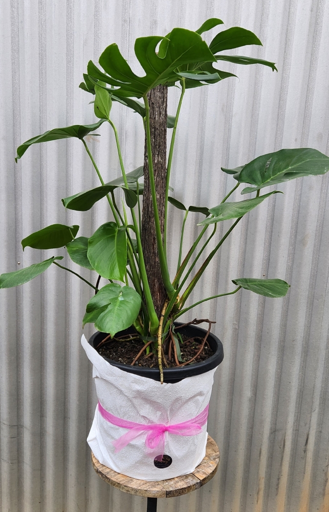 Monstera On Red Gum Totem