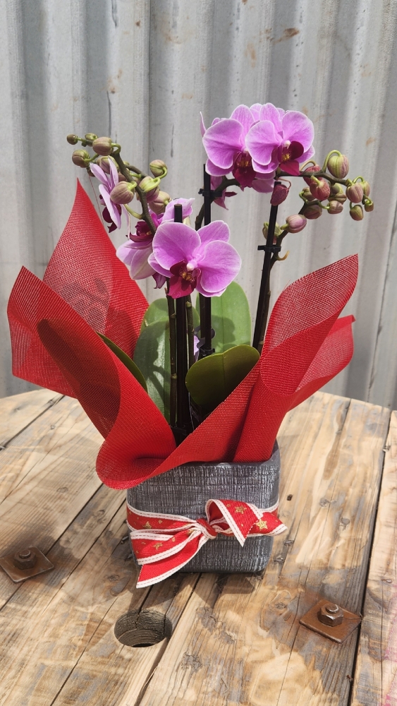 Christmas Orchid 