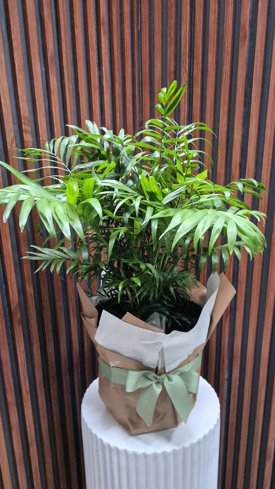 Parlour Palm