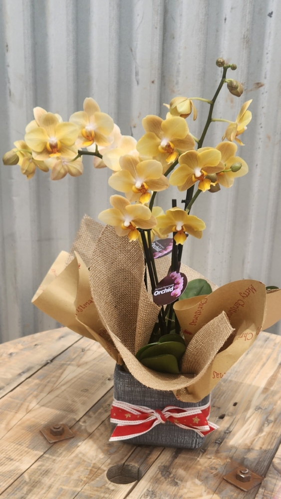 Orchid Plant In Ceramic
